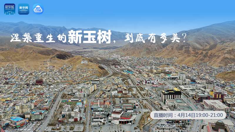 涅槃重生的新玉樹，到底有多美？