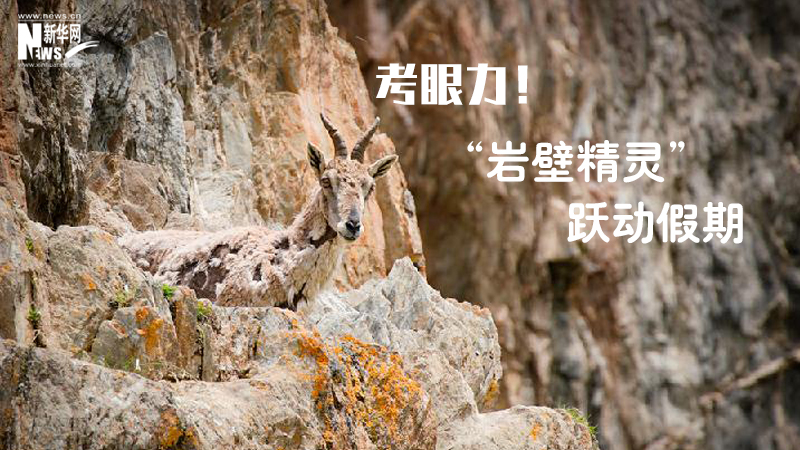 三江源慢直播丨考眼力！&ldquo;巖壁精靈&rdquo;躍動(dòng)假期