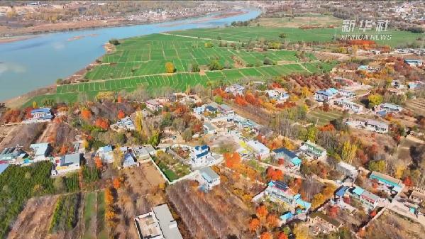 青海化隆：萬畝冬小麥染綠黃河畔