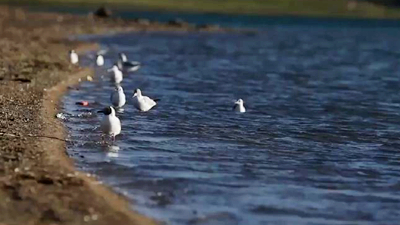 世界野生動植物日，帶您到青藏高原領略&ldquo;野生動物家園&rdquo;